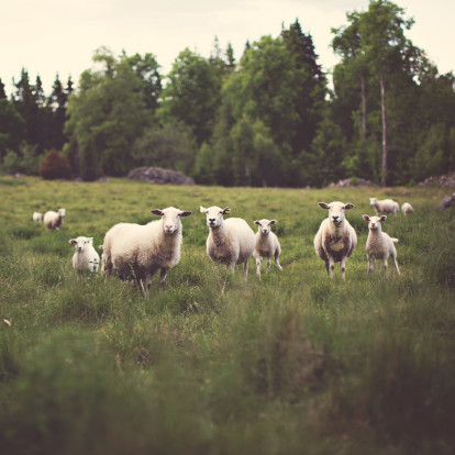 Pequeno rebanho de ovelhas num campo aberto