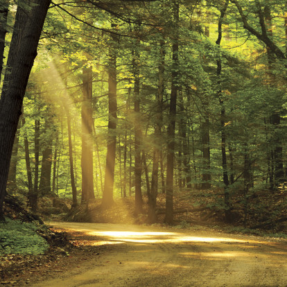 Pedaço de estrada de terra entre árvores com um facho de luz solar transcendental incidindo num ponto bem ao meio do caminho